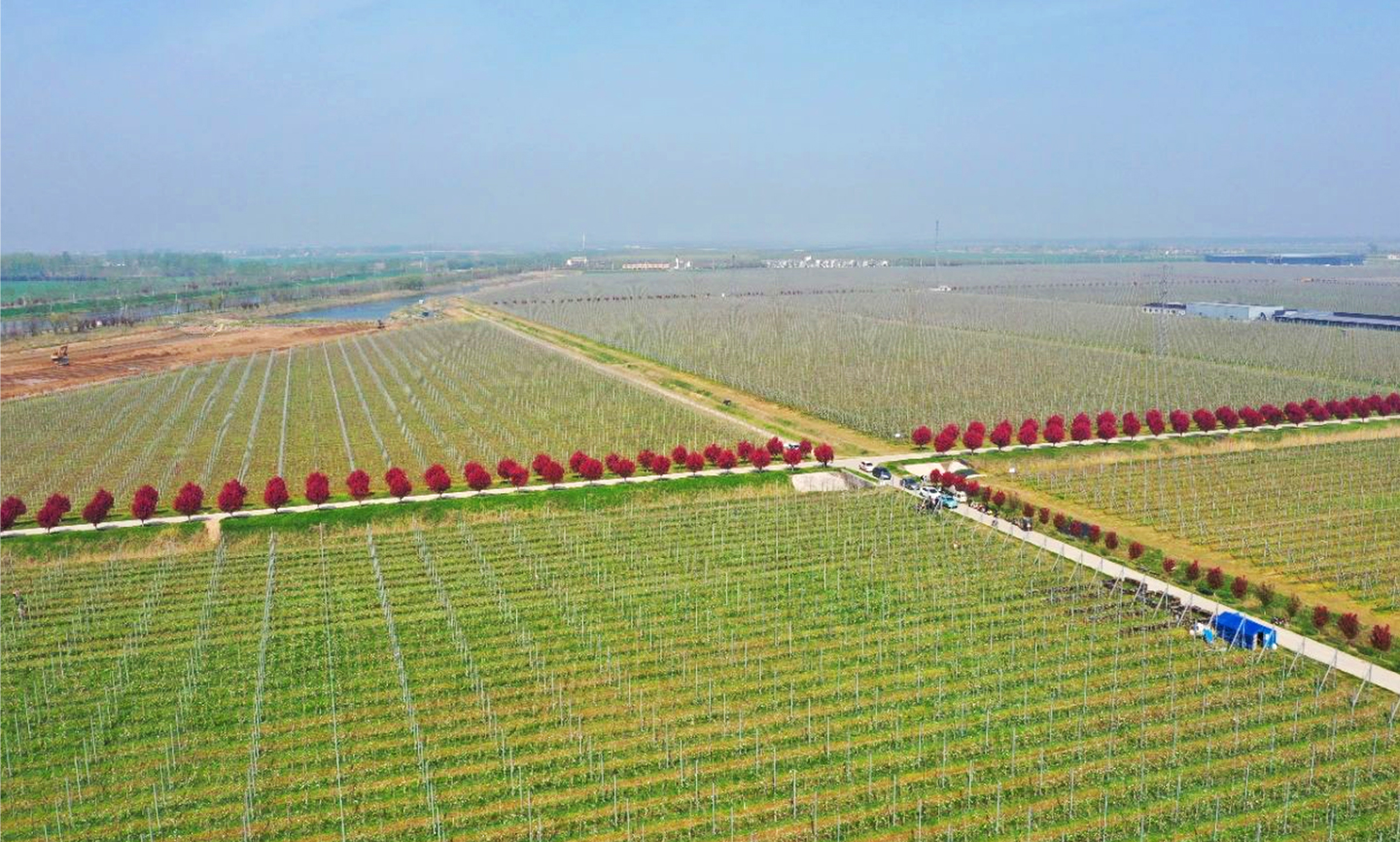 斯味特万亩苹果产业示范园